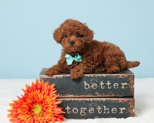 Travis Cavapoo puppy